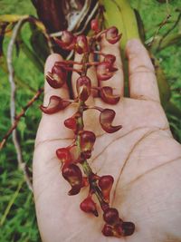 Close-up of hand holding plant