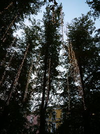 Low angle view of trees in forest against sky