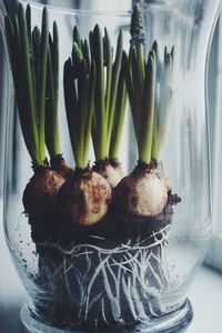 Close-up of growing tulips