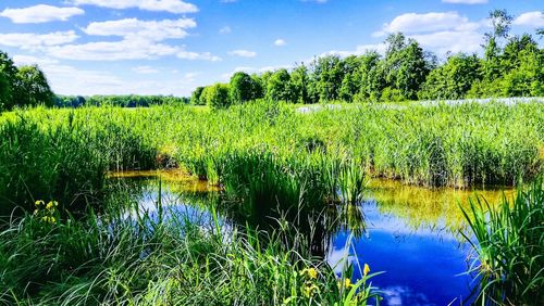 Scenic view of lake in field against sky