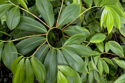 Full frame shot of fruit on tree