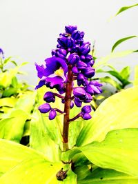 Close-up of purple flowers