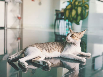 Side view of a cat looking away at home