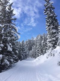 Snow covered trees against sky