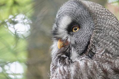 Close-up portrait of eagle