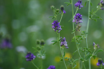 Close-up of purple flowering plants