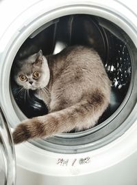Portrait of cat in washing machine
