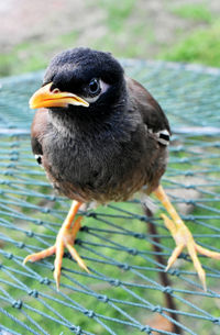 Close-up of bird perching on plant