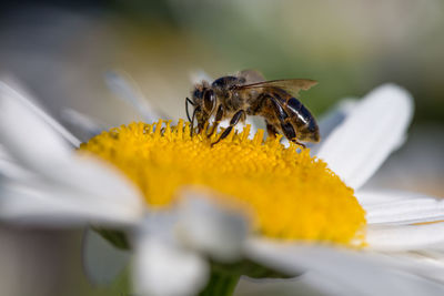 Close-up of honeybee on flower