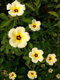 Close-up of white flowering plants