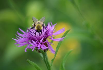 Close-up of bee pollinating on flower