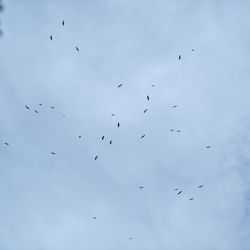 Low angle view of birds flying in sky
