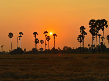 Silhouette palm trees on field against orange sky