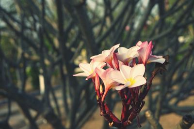 Close-up of flowers blooming outdoors