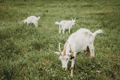 Sheep standing in a field