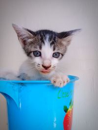 Portrait of cat with blue eyes