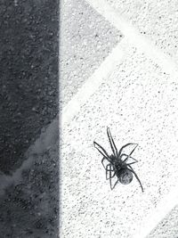 Close-up of insect on wall