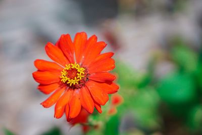 Close-up of orange flower against blurred background