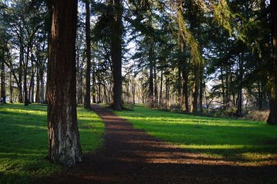 Trees in park