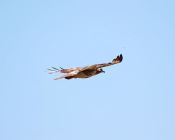 Low angle view of bird flying against clear sky