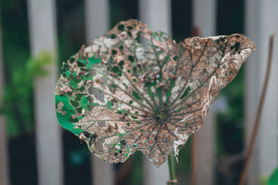 Close-up of dry leaf on plant during winter