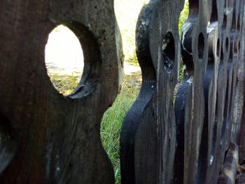 Close-up of hole on tree trunk