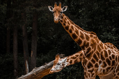 Giraffes in forest