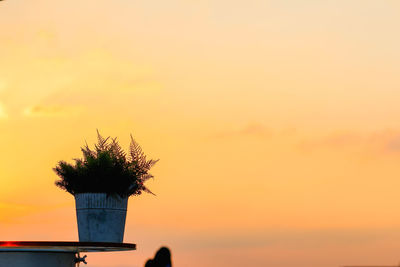 Silhouette plant against orange sky