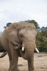 Elephant standing on a tree