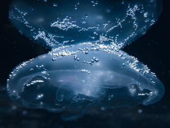 Close-up of jellyfish