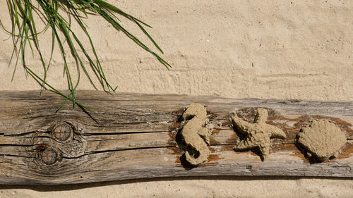 Summer leasure with sand and dune grass