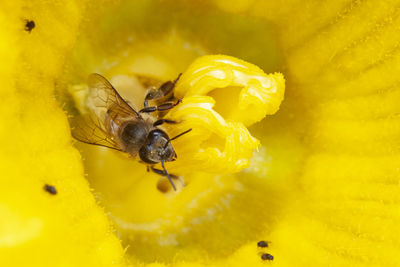 Close-up of bee pollinating on yellow flower