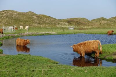 Sheep grazing on field by lake against sky