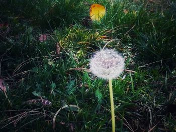 Close-up of dandelion on field