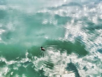 High angle view of duck swimming in lake