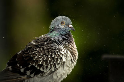 Close-up of bird