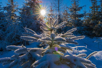 Snow covered trees against sky on sunny day