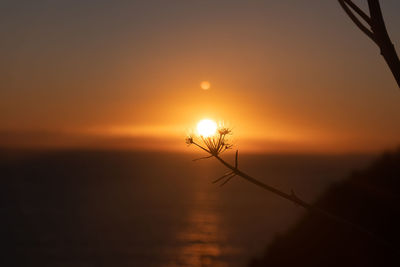 Silhouette plant on land against sky during sunset