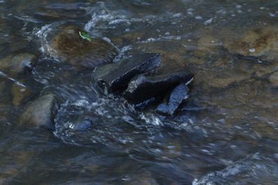 Rocks in water