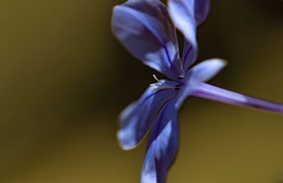 Close-up of iris blooming outdoors