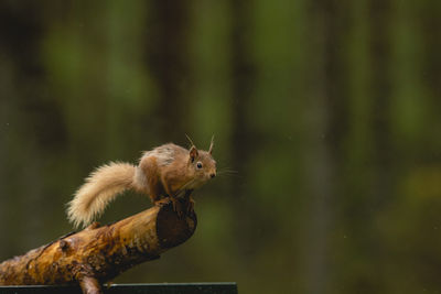 Close-up of squirrel on log