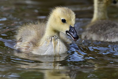 Duck swimming in lake