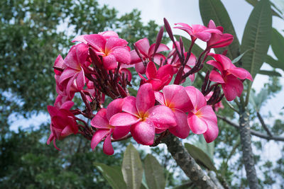 Close-up of pink flowers