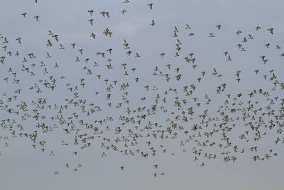 Flock of birds flying in the sky