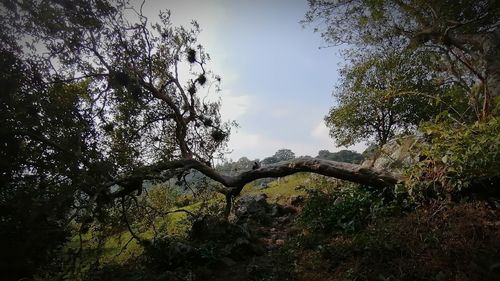 Low angle view of trees in forest against sky