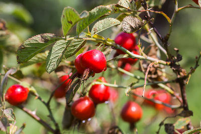 Close-up of cherries growing on tree