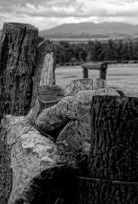 Close-up of lizard on tree trunk