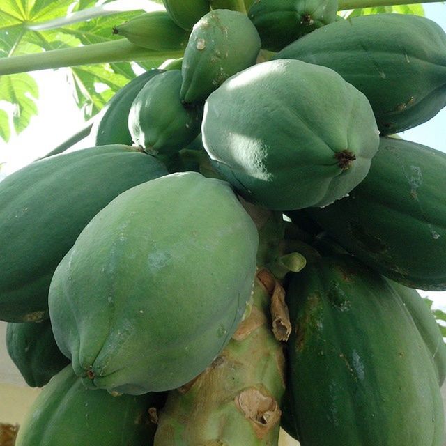 CLOSE-UP OF FRUIT