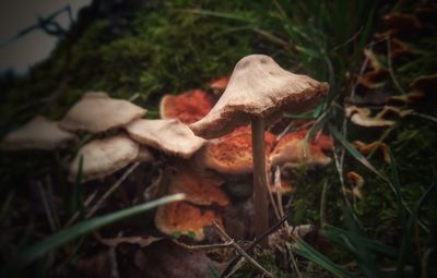 Close-up of mushrooms growing on field