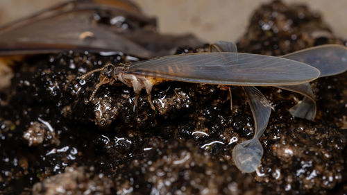 Close-up of insect